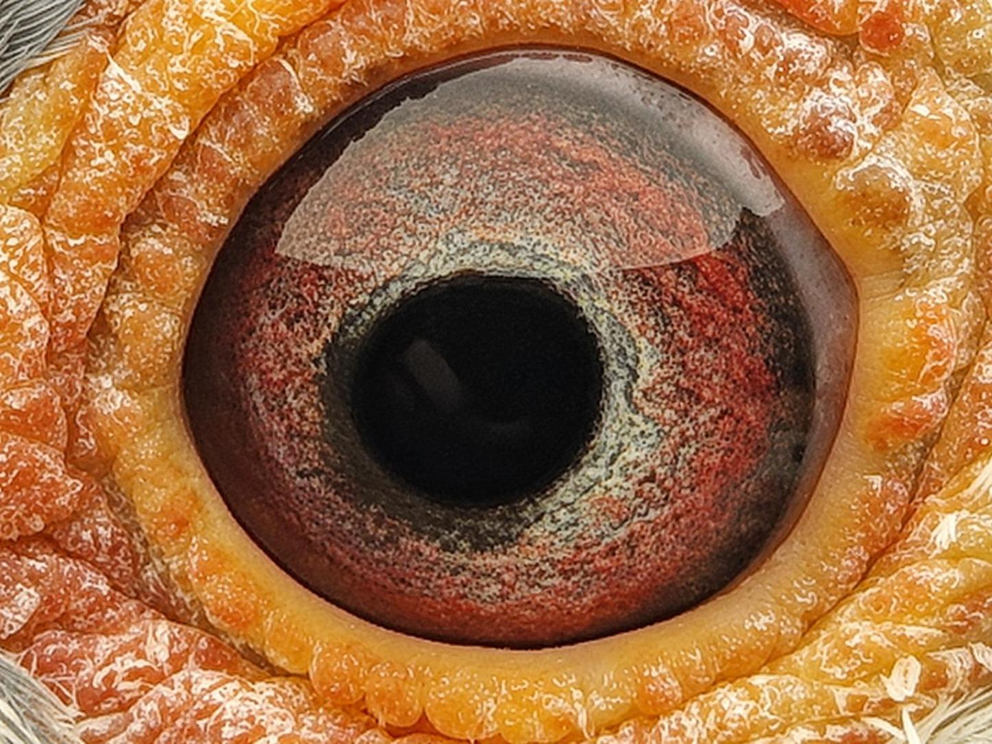 Pigeon eye